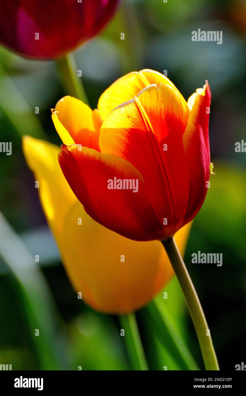 Cottage Gardens Plants - Red & Yellow Tulips Stock Photo - Alamy