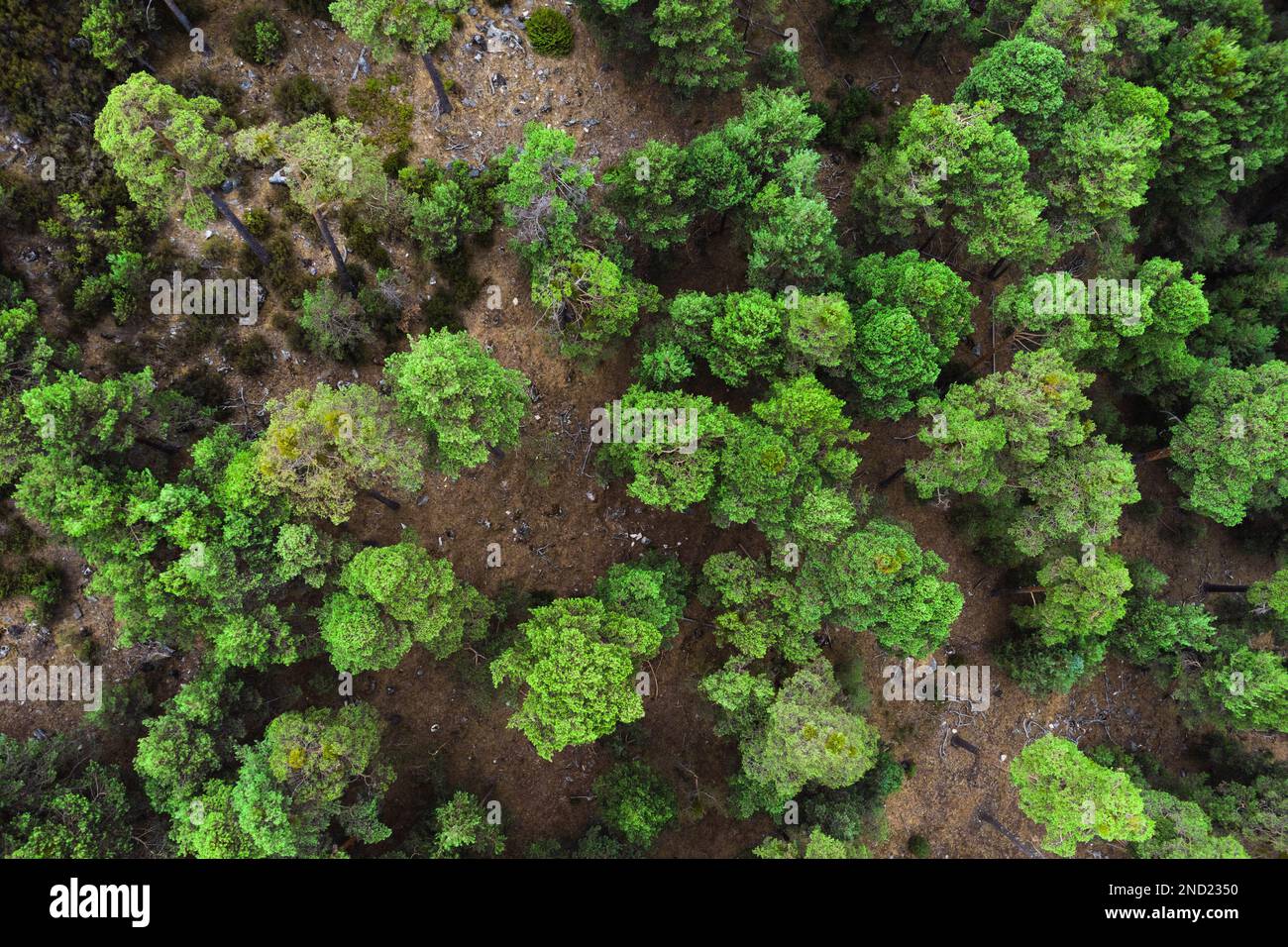 Aerial top growth green trees hi-res stock photography and images - Alamy