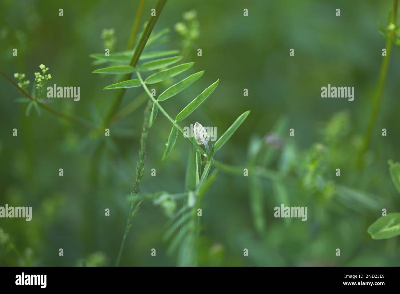 The close-up view of Vicia hirsuta plants growing in the greenery Stock Photo