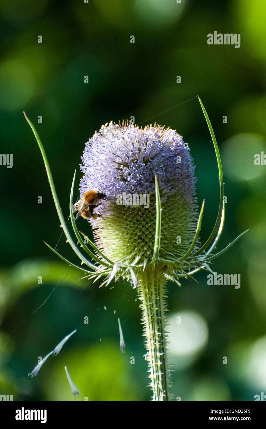 Cottage Insect Cottage Gardens Plants - Close up of an insect on a Teasel flower Stock ...