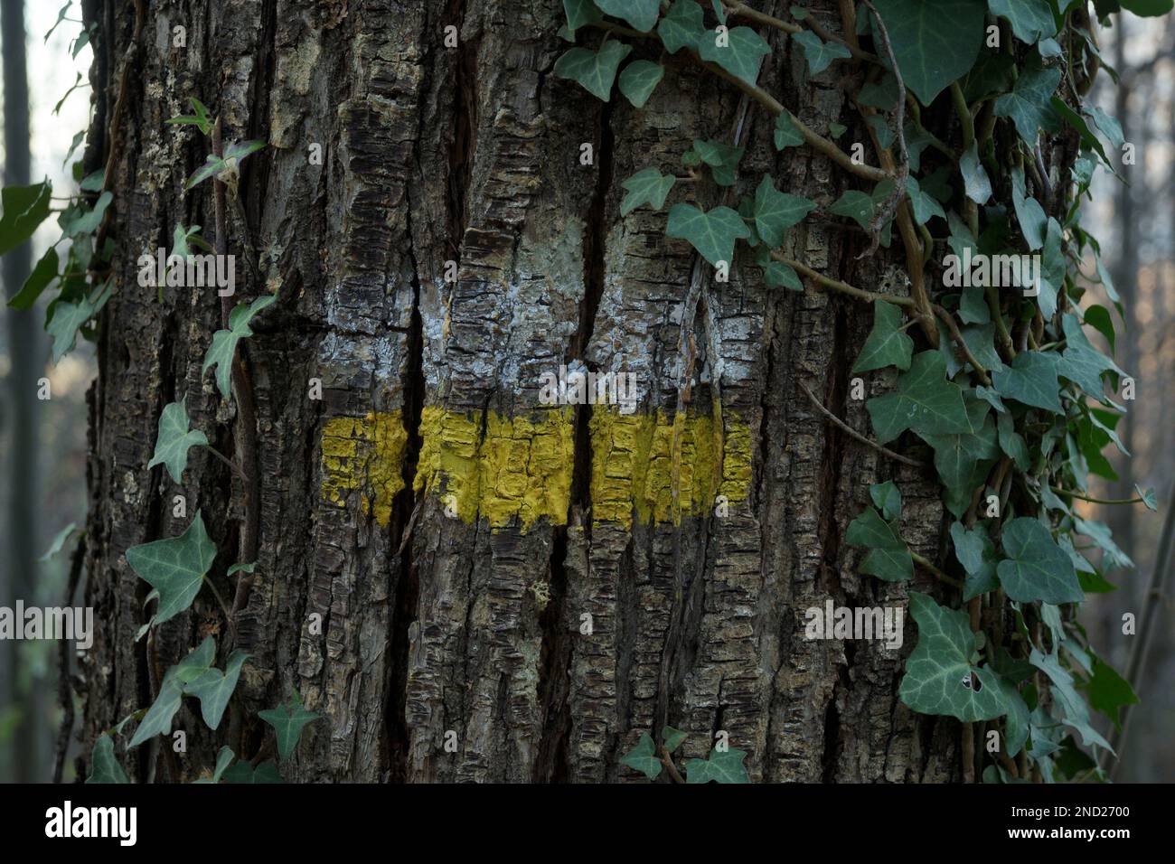 White and yellow paint mark on tree trunk bark next to climbing plants