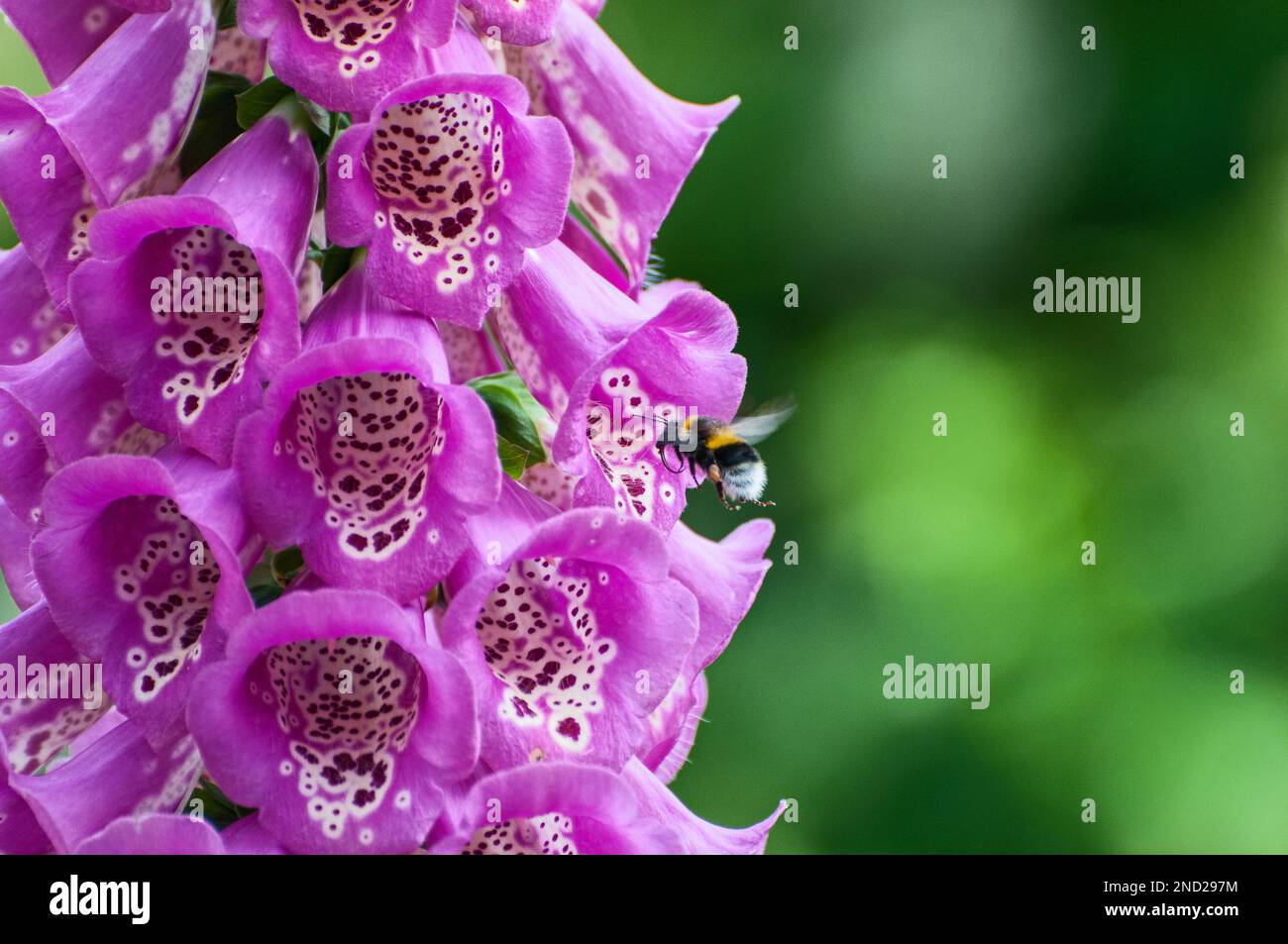 Cottage Gardens Plants - Close up of a Foxglove Stock Photo - Alamy
