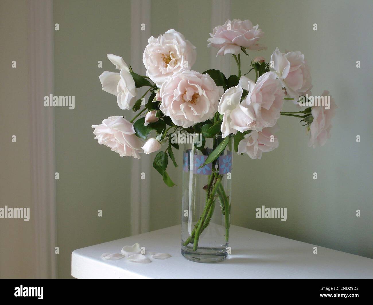 Pink roses in vase, The Fairy Polyantha Shrub Rose Stock Photo