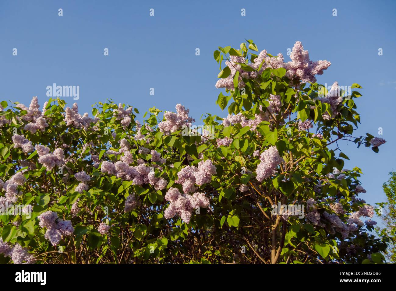 Syringa vulgaris, common lilac bushes against blue sky Stock Photo