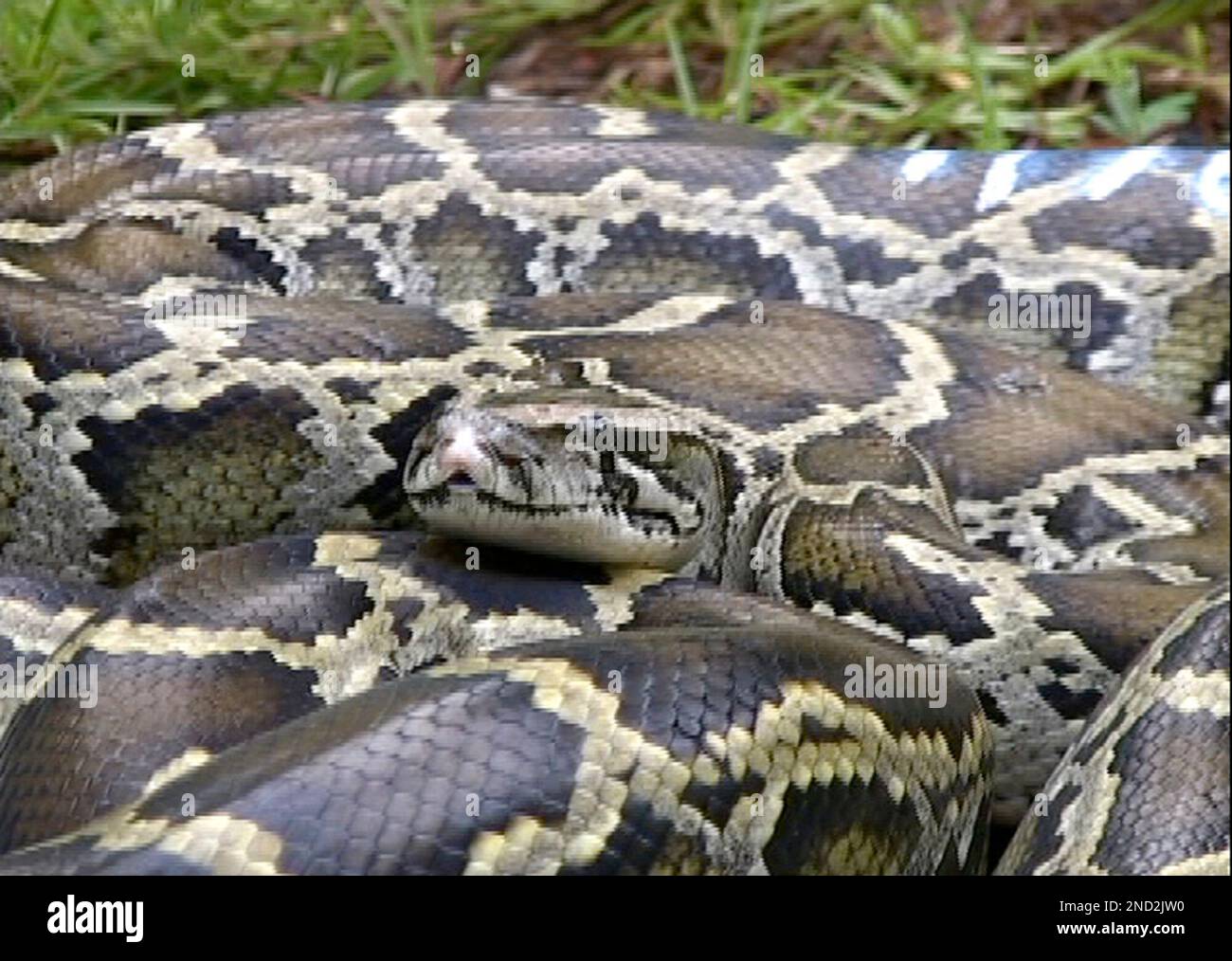 FILE - In this June 2009 file photo taken from video, a Burmese python ...