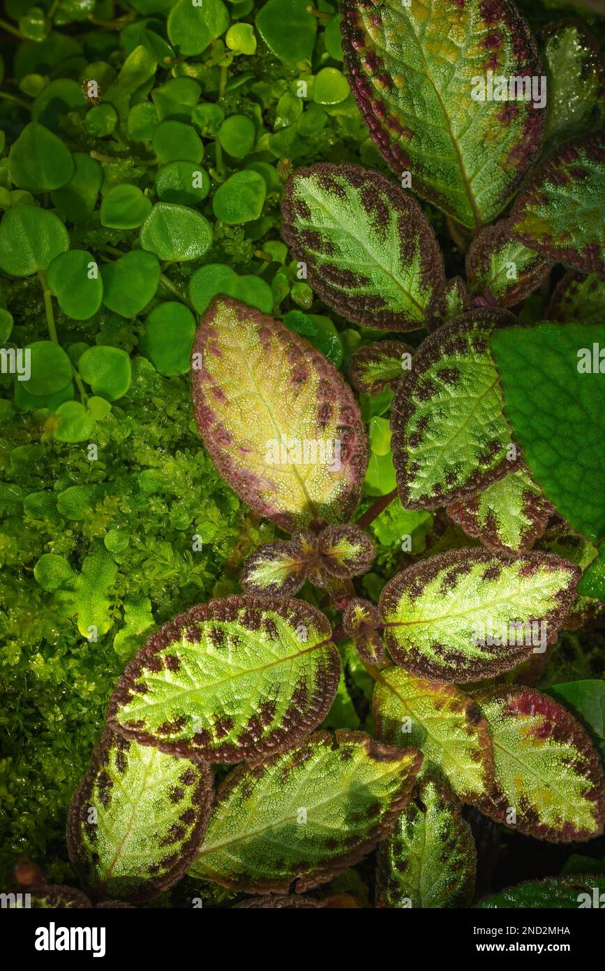 A top view of episcia cupreata plant growing in a greenhouse Stock Photo