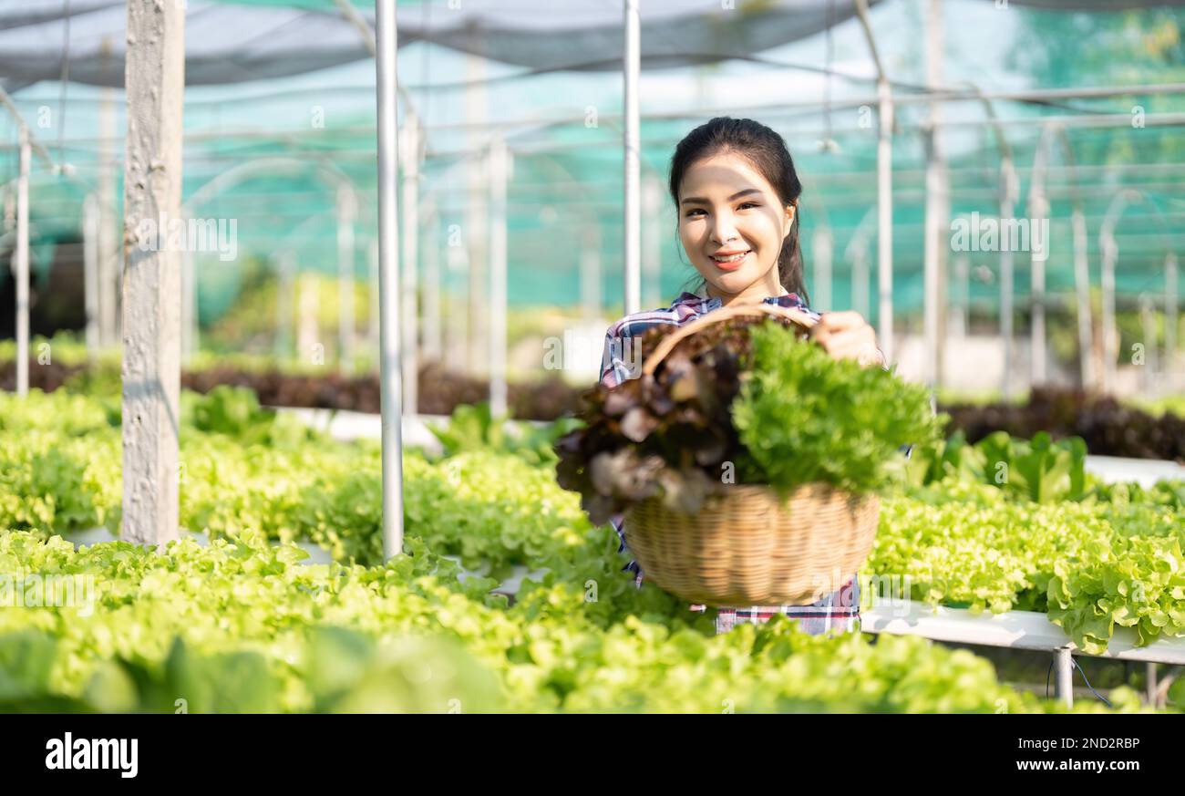 Farmer young woman hold basket of vegetable in farm picking vegetables ...