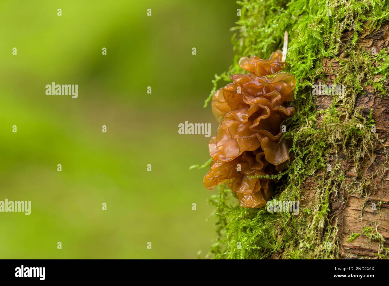 Leafy Brain (Phaeotremella foliacea) fungus on a rotting tree in a coniferous woodland in the south west of England. Stock Photo