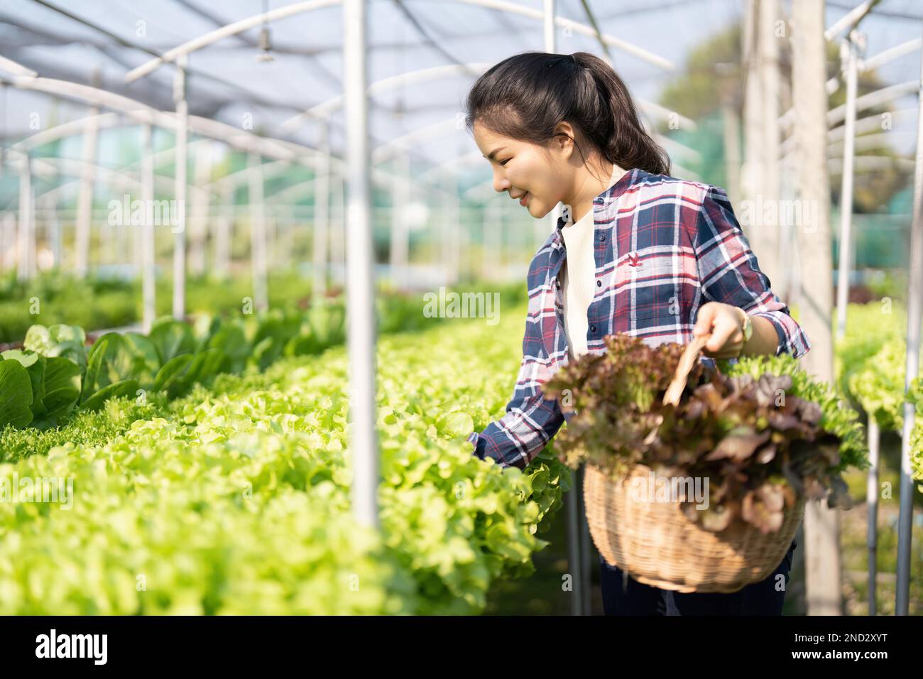 Farmer young woman hold basket of vegetable in farm picking vegetables ...