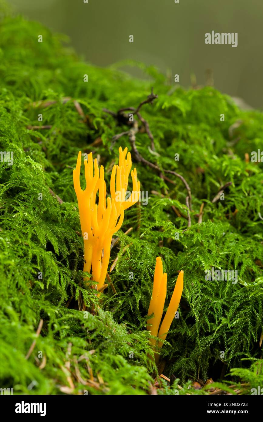Yellow Stagshorn (Calocera viscosa) fungus growing though moss on decaying wood in a coniferous woodland in the south west of England. Stock Photo