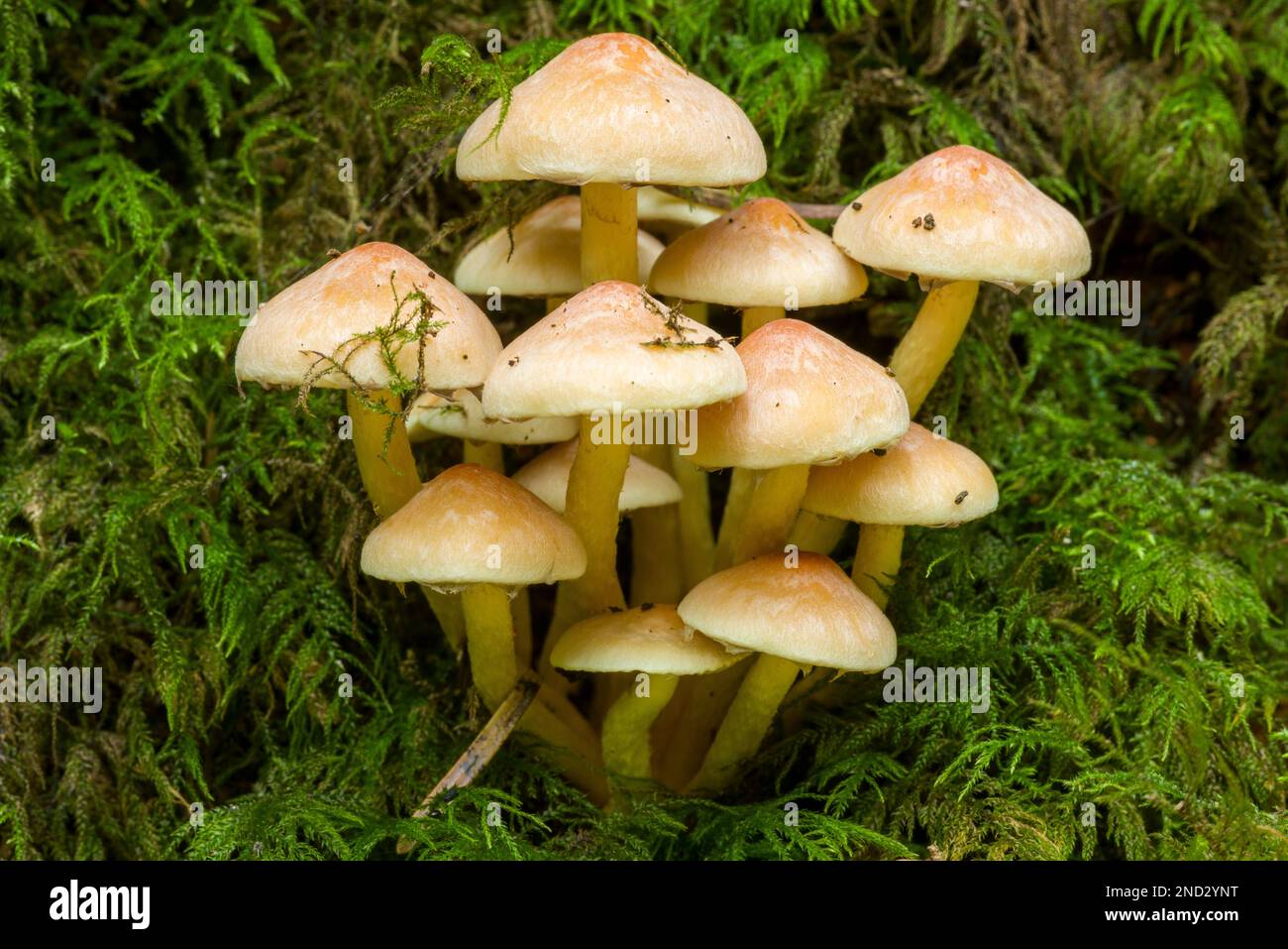 Sulphur Tuft (Hypholoma fasciculare) mushrooms, also known as Clustered Woodlover, on a moss covered tree stump in a coniferous woodland in the south west of England. Stock Photo