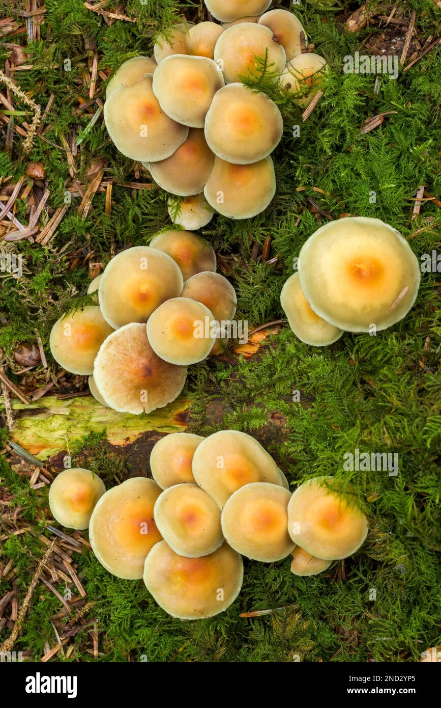 Sulphur Tuft (Hypholoma fasciculare) mushrooms, also known as Clustered Woodlover, on a moss covered tree stump in a coniferous woodland in the south west of England. Stock Photo