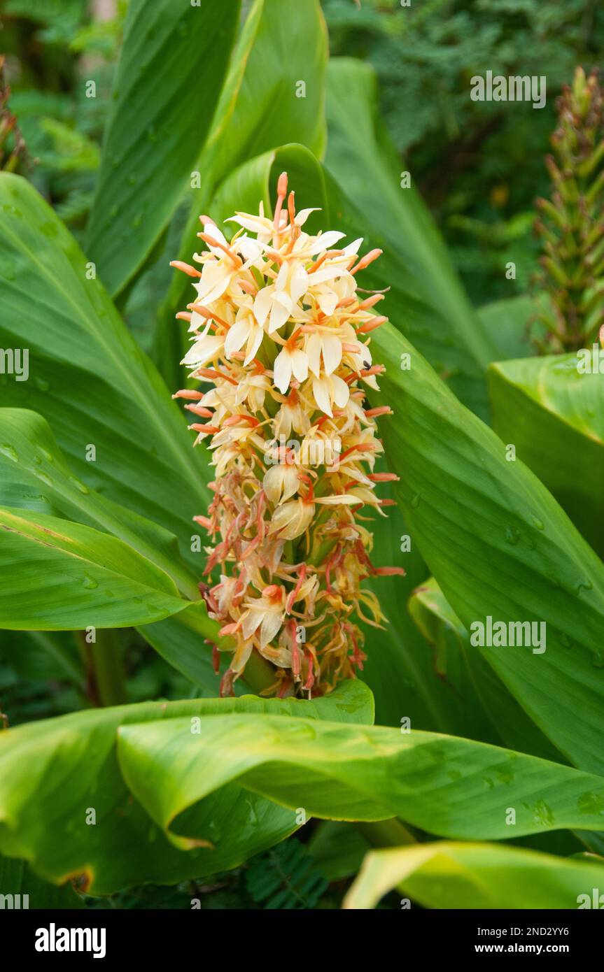 Cottage Gardens Plants Stock Photo Alamy