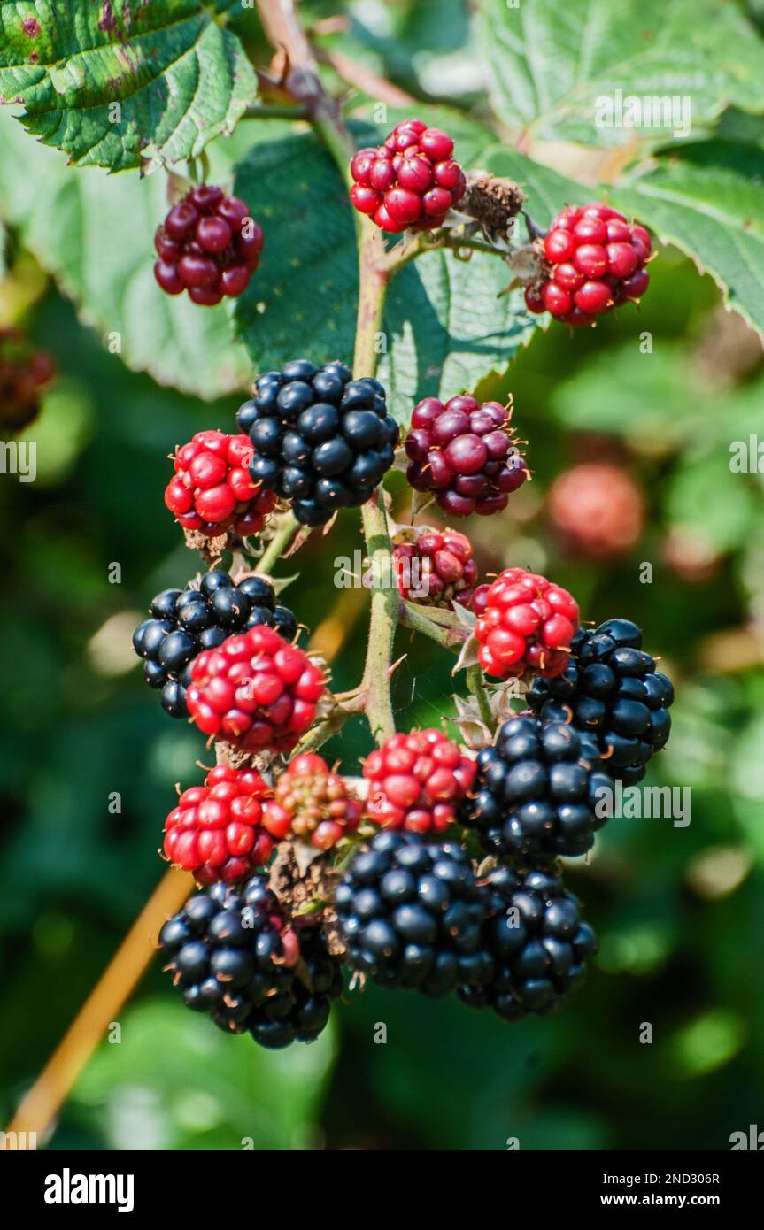 Cottage Gardens Plants wild blackberries climbing over the garden fence Stock Photo Alamy
