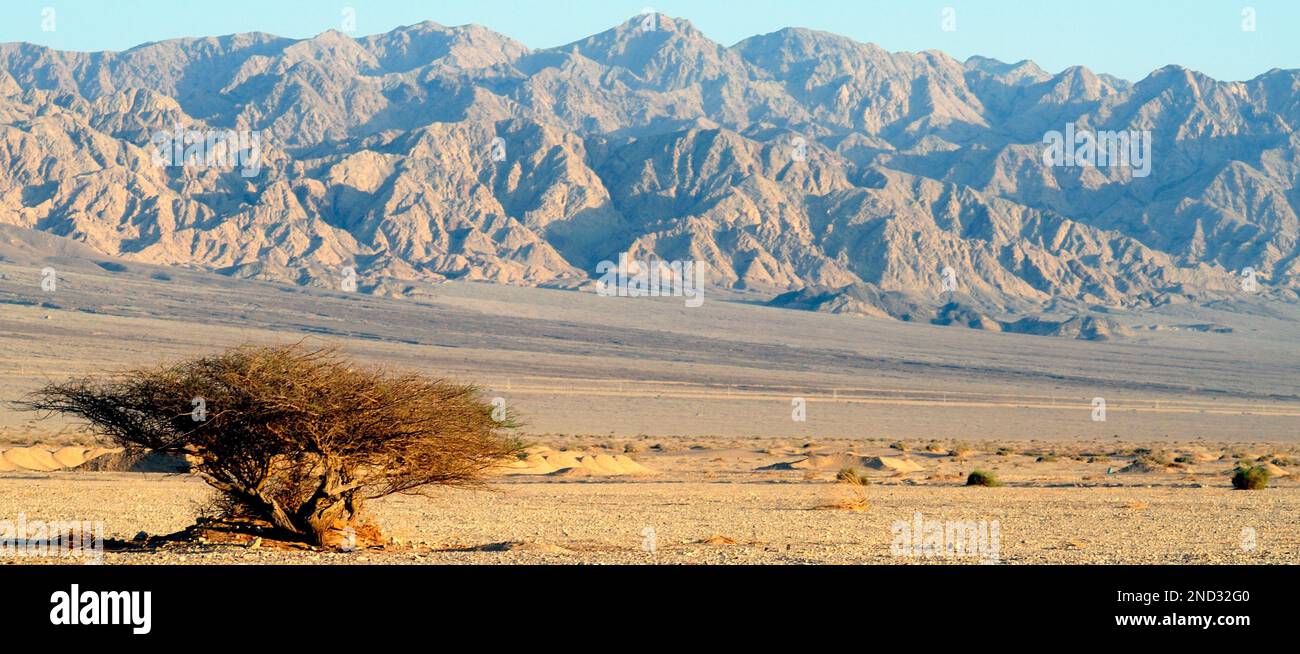 Lonely Acacia tree at the Arava Valey, Israel, with the Edom Mountains, at Jordan, as a Background Stock Photo