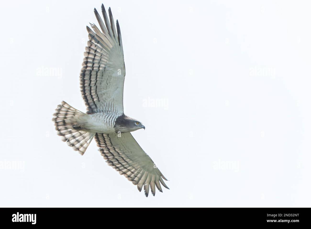 Beaudouin's snake eagle, Circaetus beaudouini, single adult in flight, Kartong, Gambia, West Africa Stock Photo
