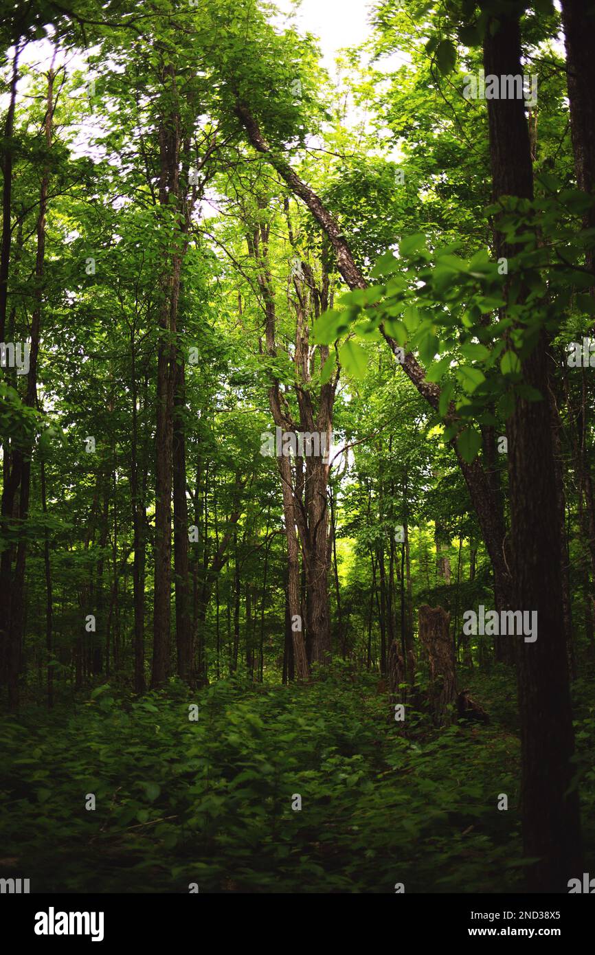 Vertical shot dense jungle hi-res stock photography and images - Alamy