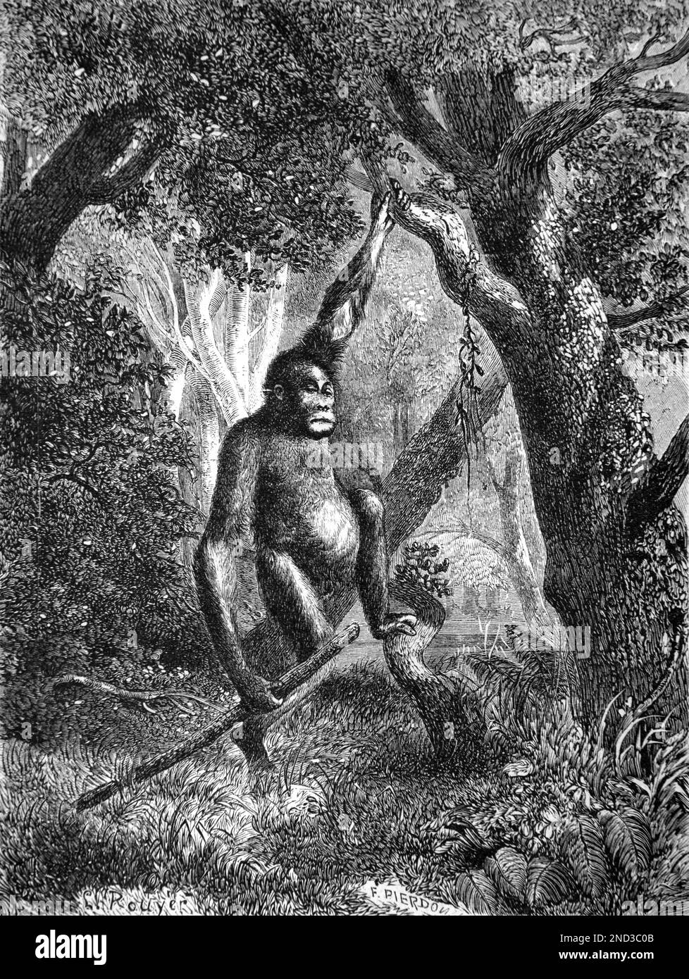 Portrait of Young Orangutan, Pongo pygmaeus, posing in Tropical Rain Forest in Borneo or Sumatra. Vintage Engraving or Illustration 1862 Stock Photo