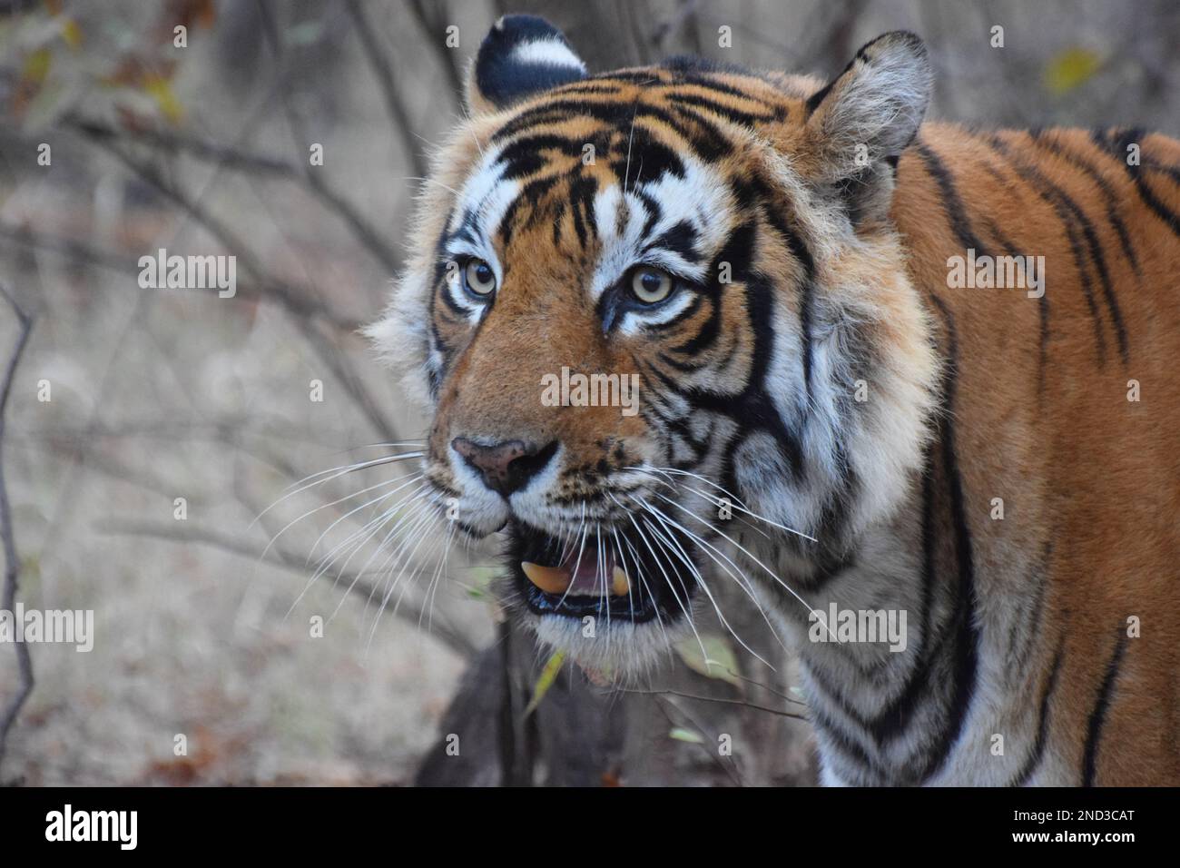 The close up of the face and head of a male wild Royal Bengal Tiger in a forest in North India Stock Photo