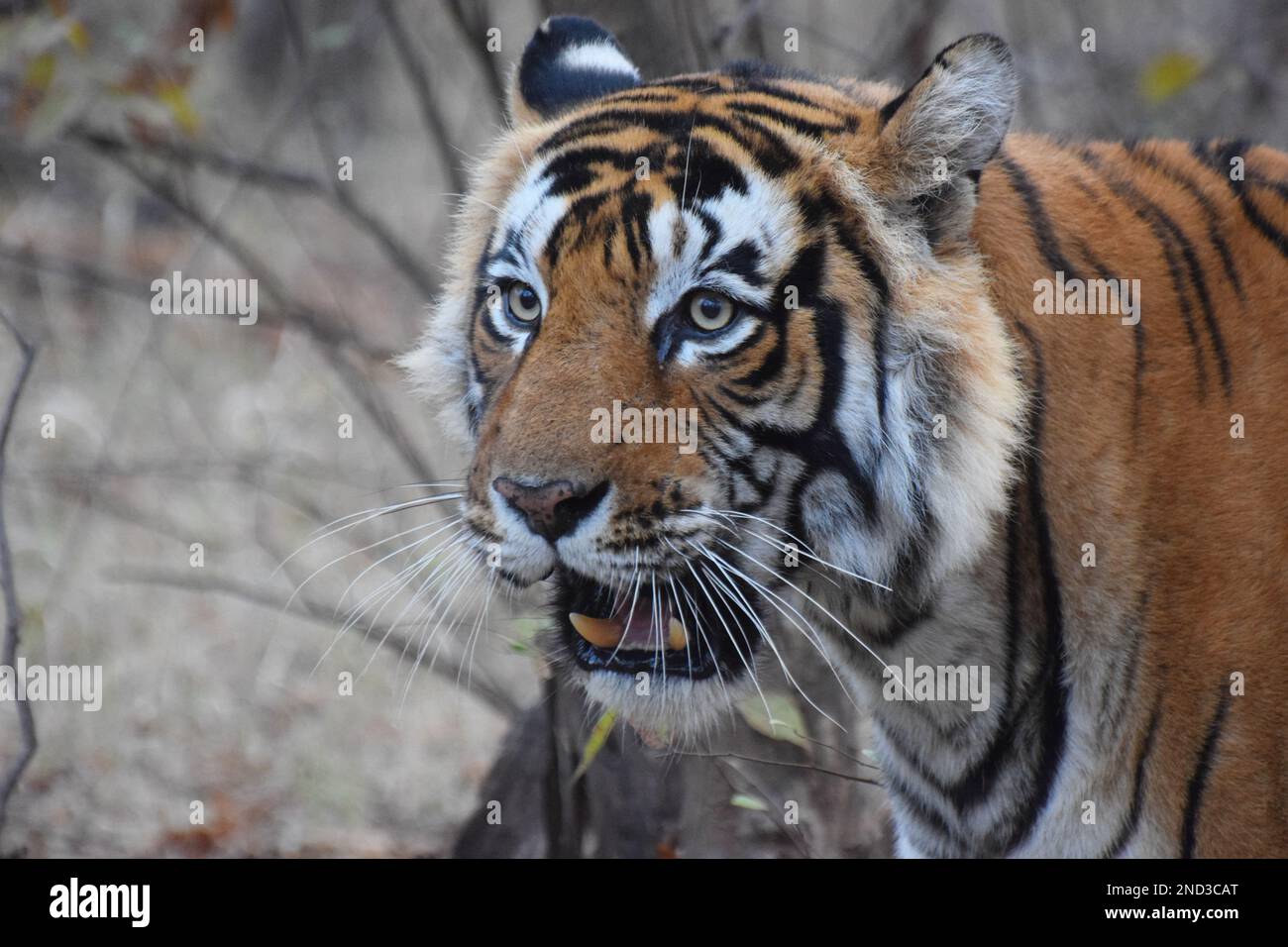 North china tiger hi-res stock photography and images - Alamy