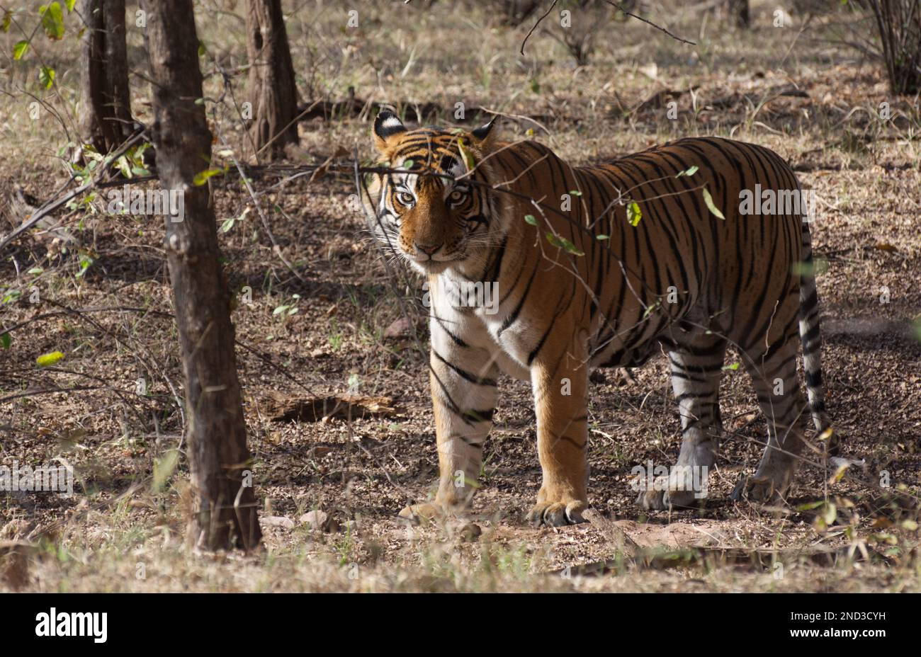 A male wild Royal Bengal Tiger standing amongst trees in the forest looking at the camera. The full animal is shown Stock Photo