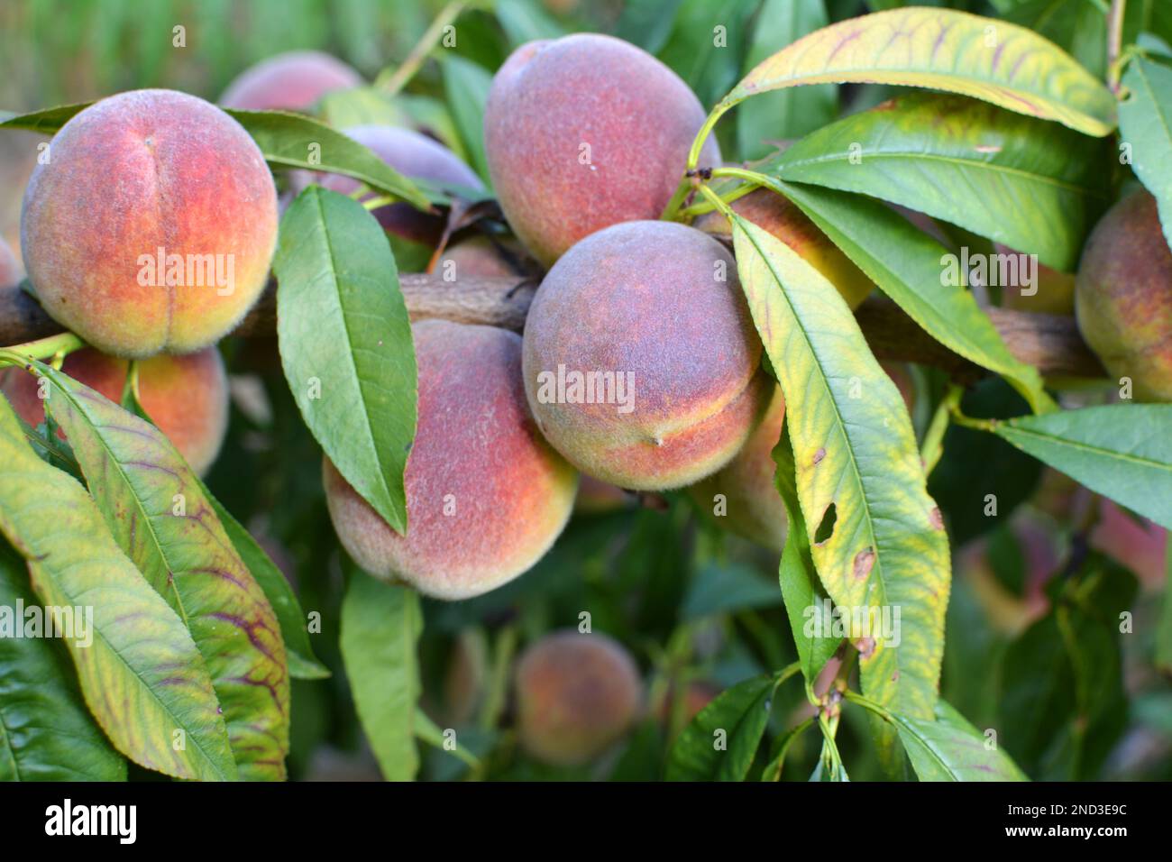 On the branch of a tree with green leaves grow ripe peach fruits Stock ...