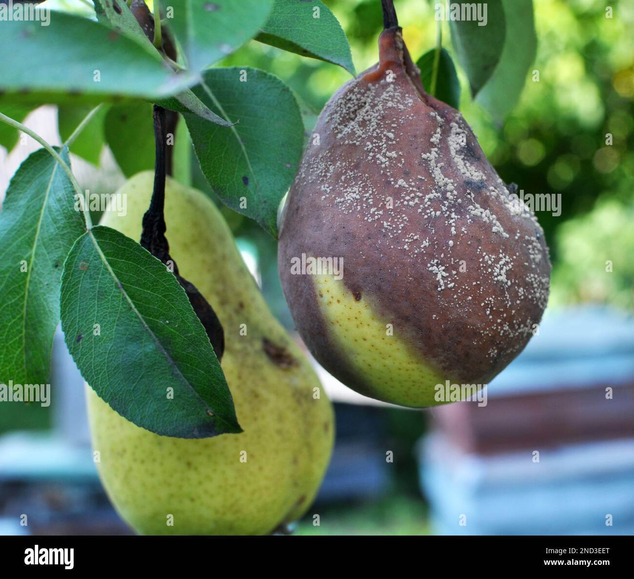Pear fruits are infected with the fungus Monilinia fructigena Stock Photo