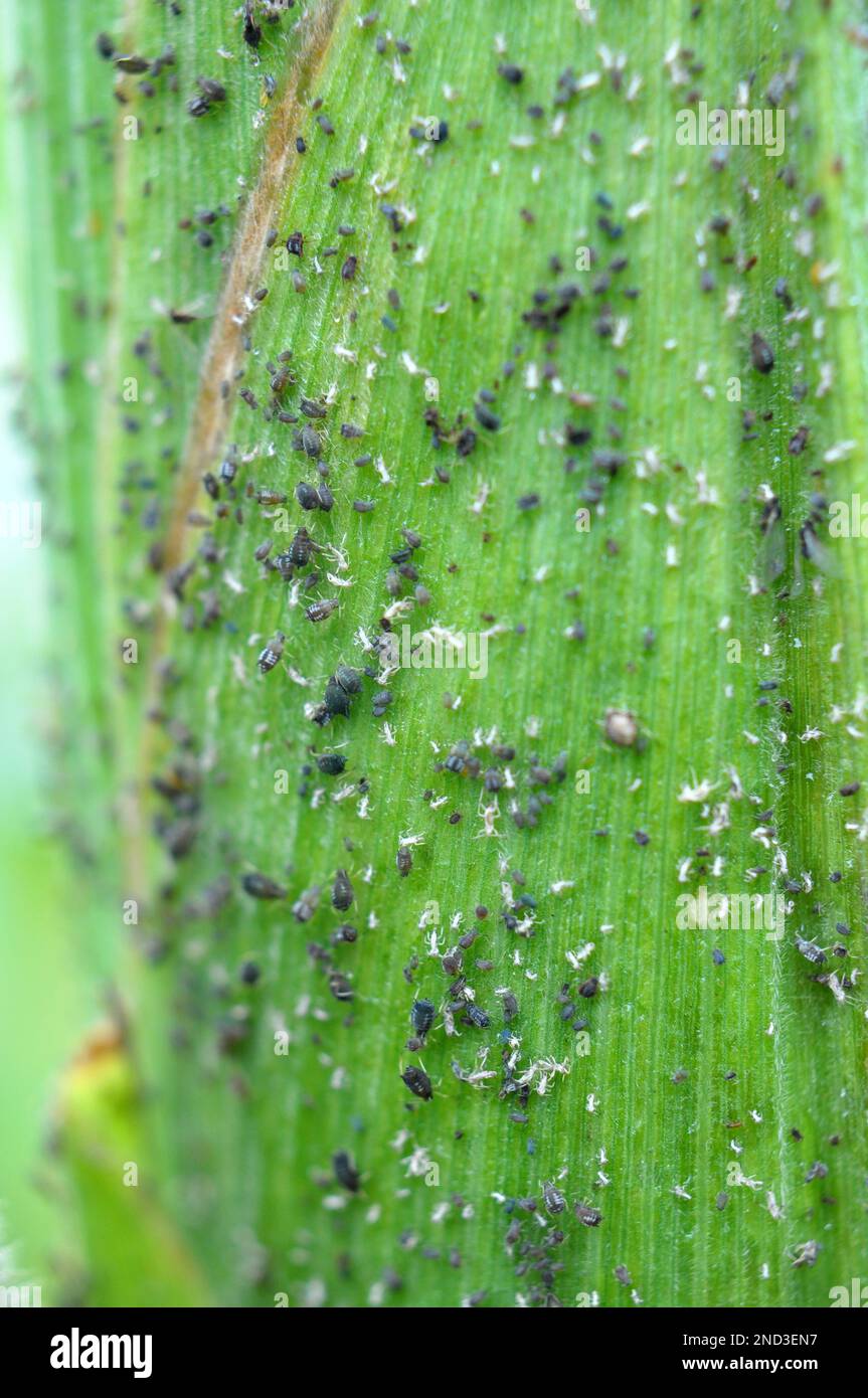 Aphids are a sucking pest on the cob of corn Stock Photo