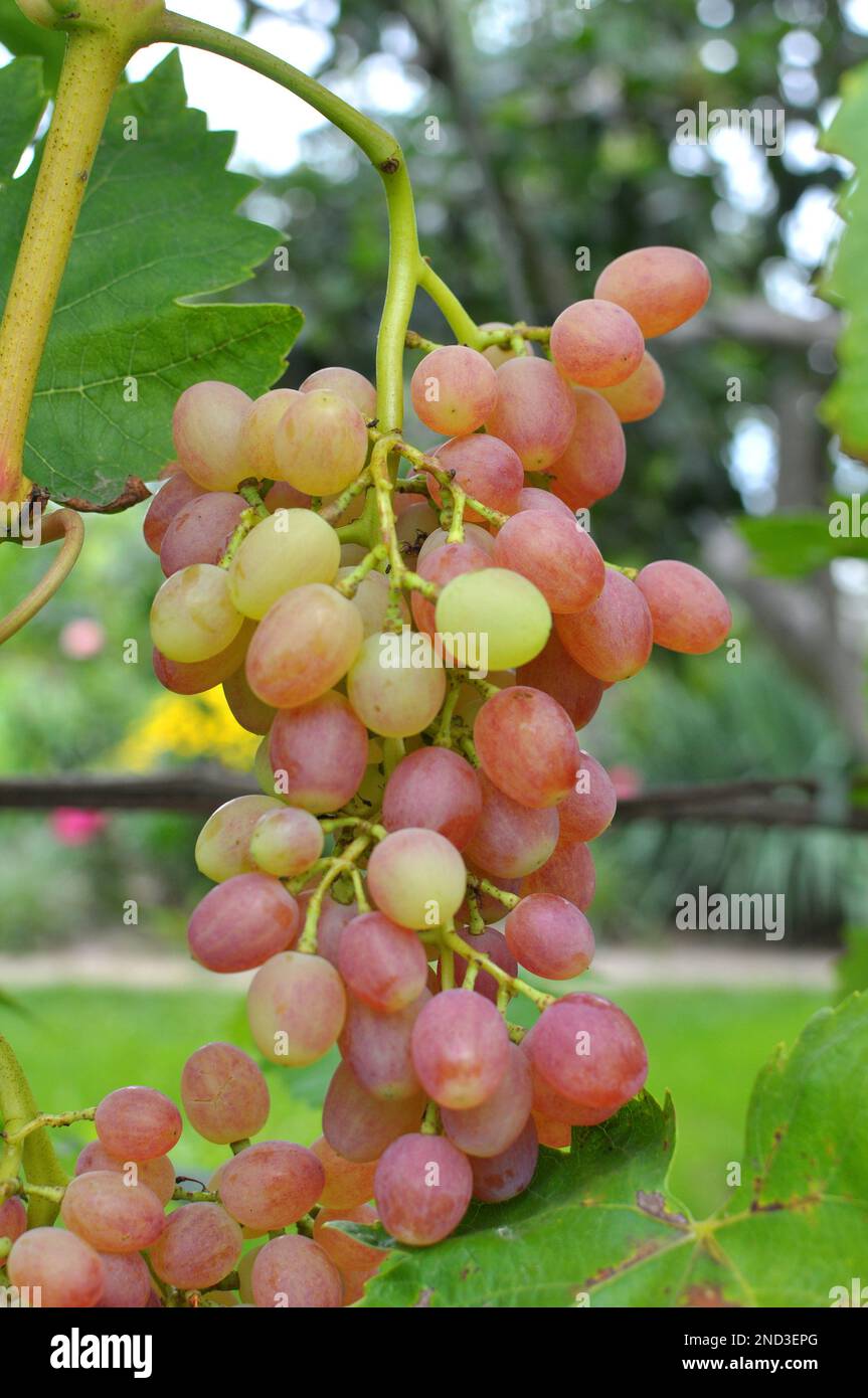 Table Grape Bunch Ripe A bunch of grapes ripen on the branch of the bush Stock Photo - Alamy