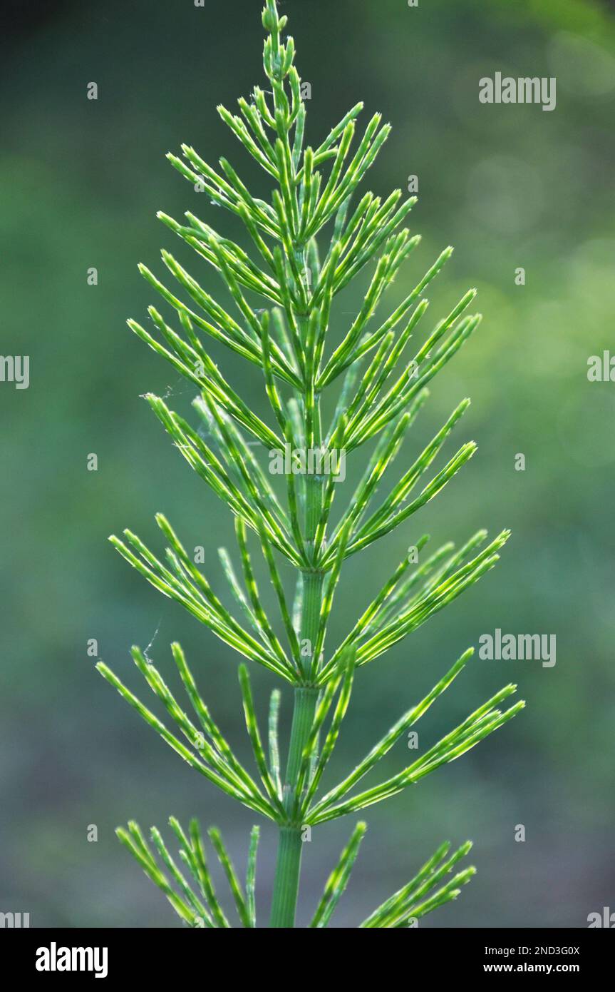 Horsetail field (Equisetum arvense) grows in the wild Stock Photo Alamy