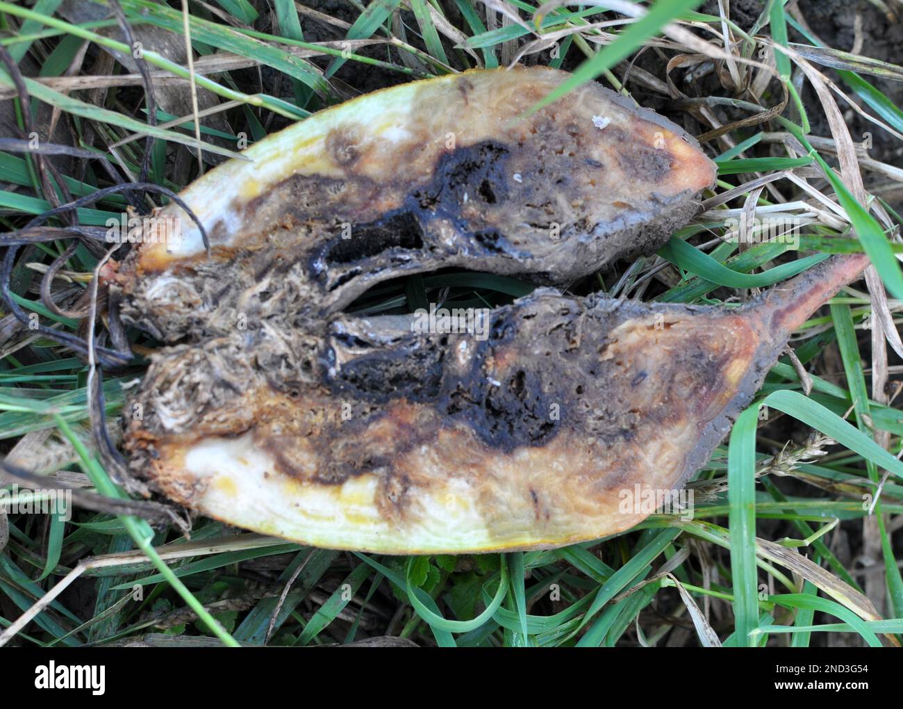 Ripe fodder beetroot affected by root rot Stock Photo