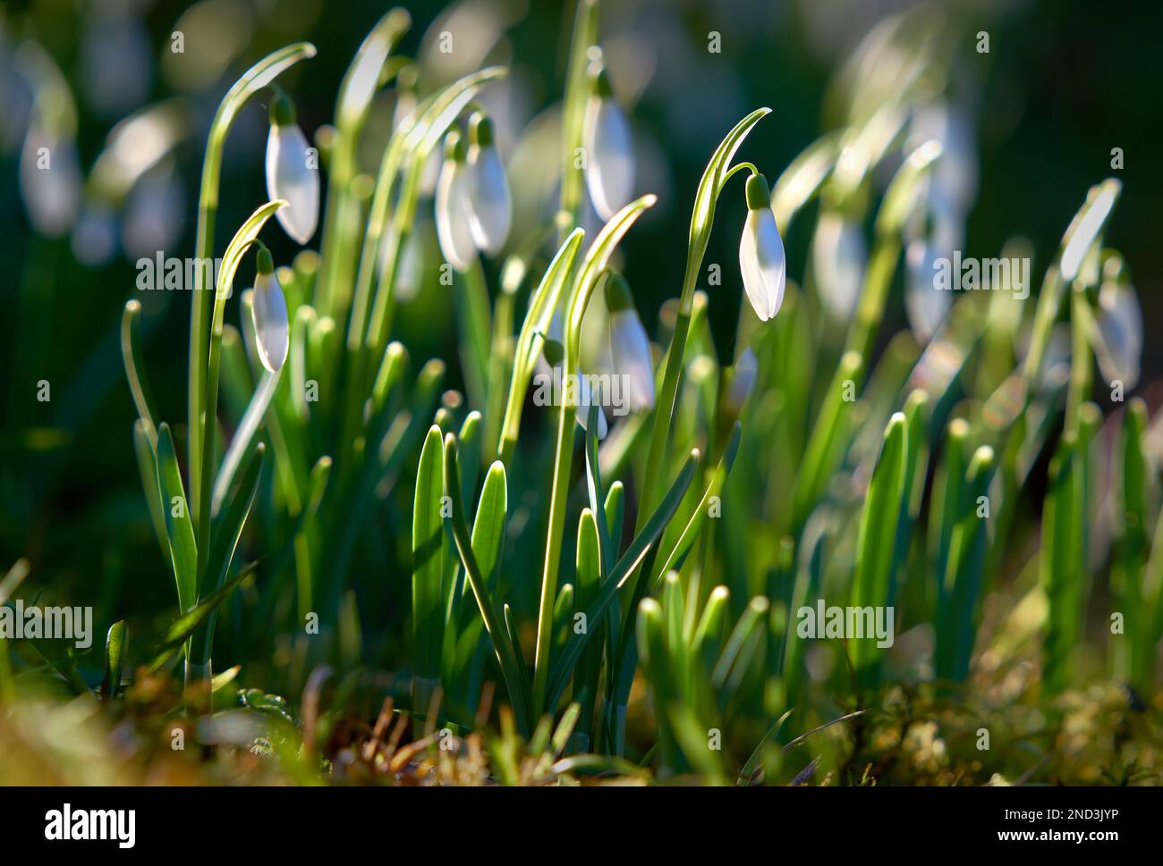 White Spring Snowdrops. Spring Snowdrops growing on the forest floor. Stock Photo