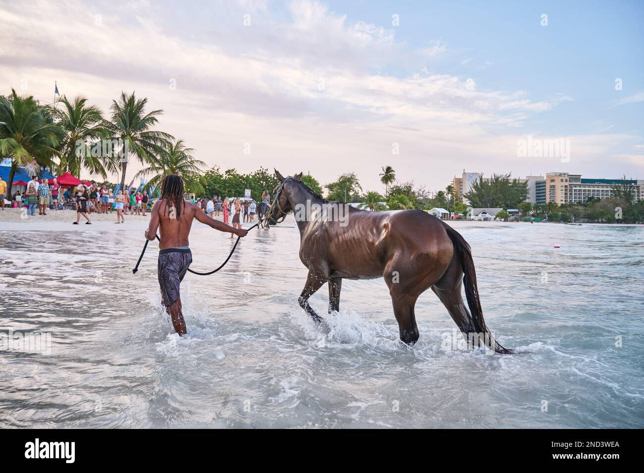 trainers wash and swim with their horses on pebble beach, Barbados ...