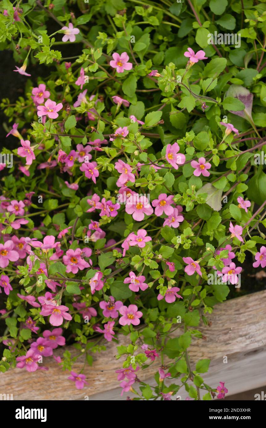 bacopa pink Stock Photo