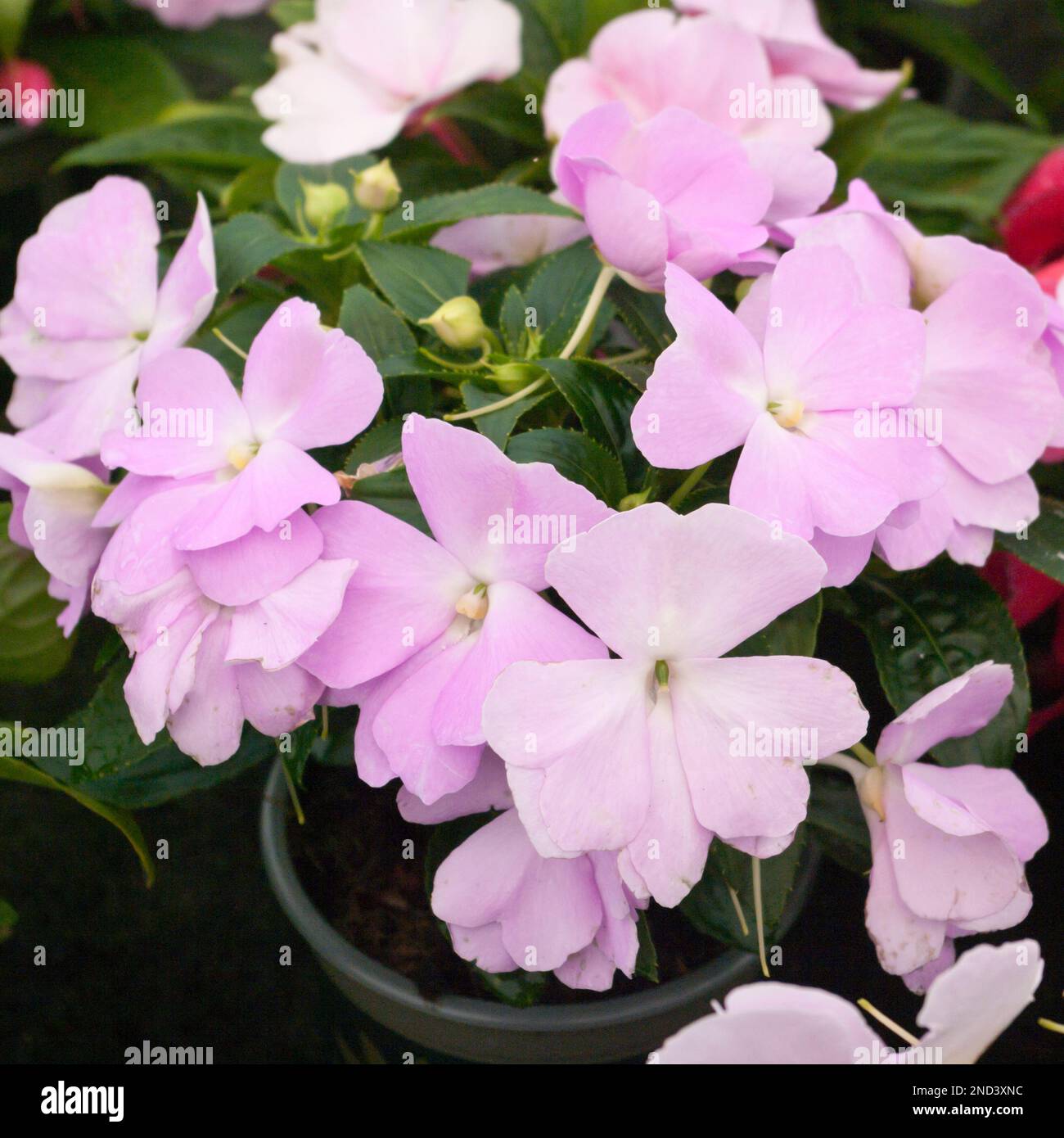 Pink impatiens plant hi-res stock photography and images - Alamy