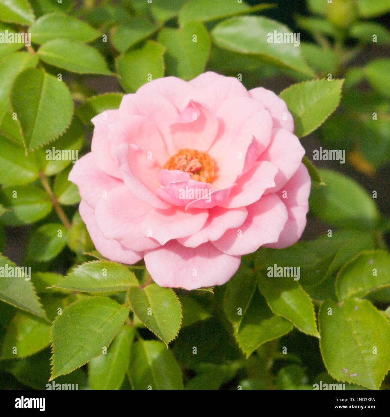 Pink pretty polly patio rose Stock Photo