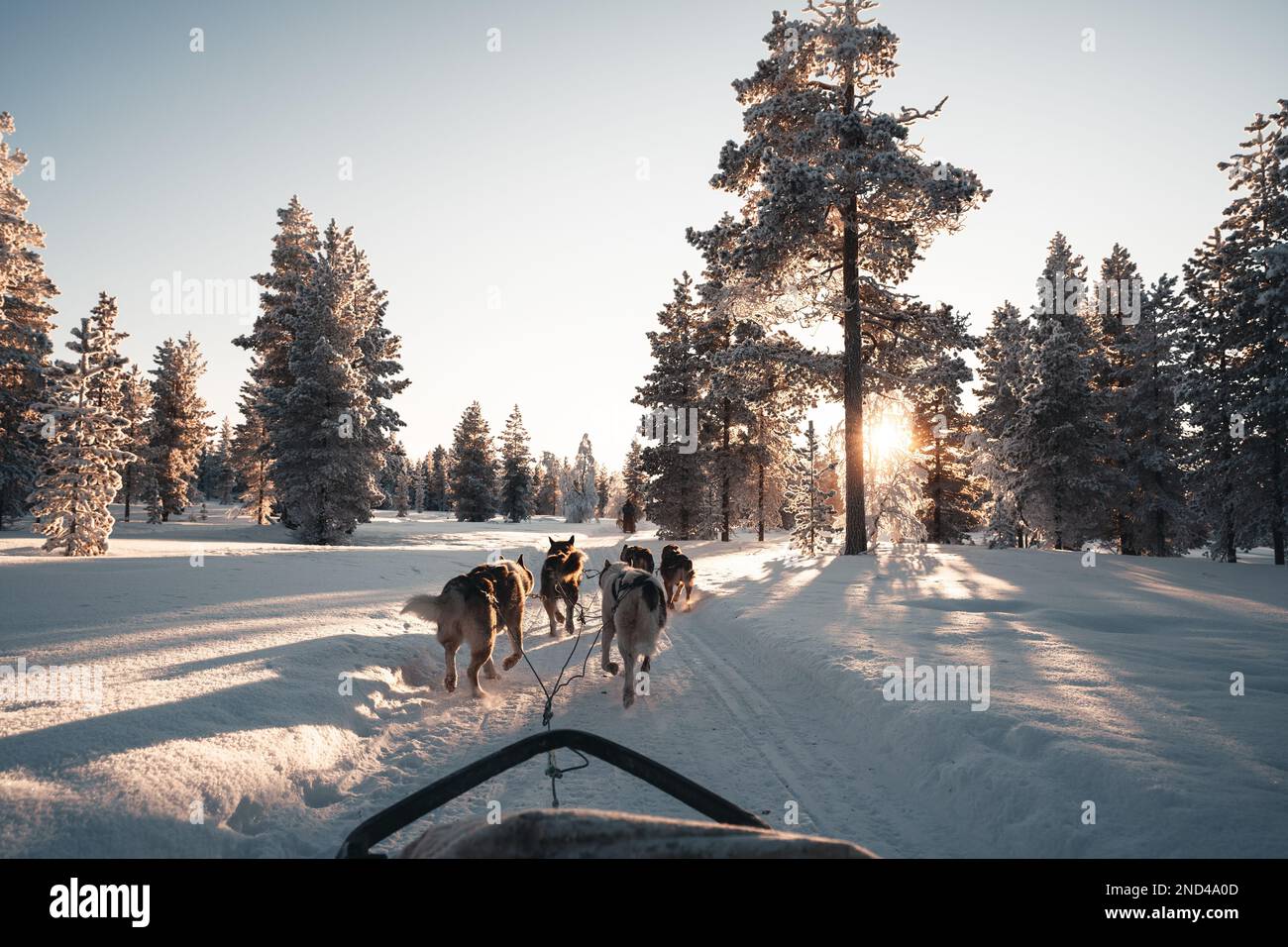 The Husky safari activity at Lapland, Finland in winter Stock Photo - Alamy
