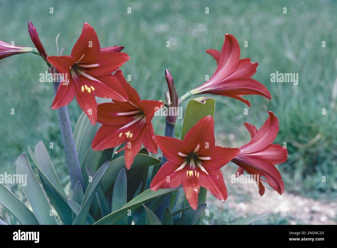 Lily of the Palace; Hippeastrum Aulicum x Papilio, plant in full bloom, Amaryllidaceae Stock Photo