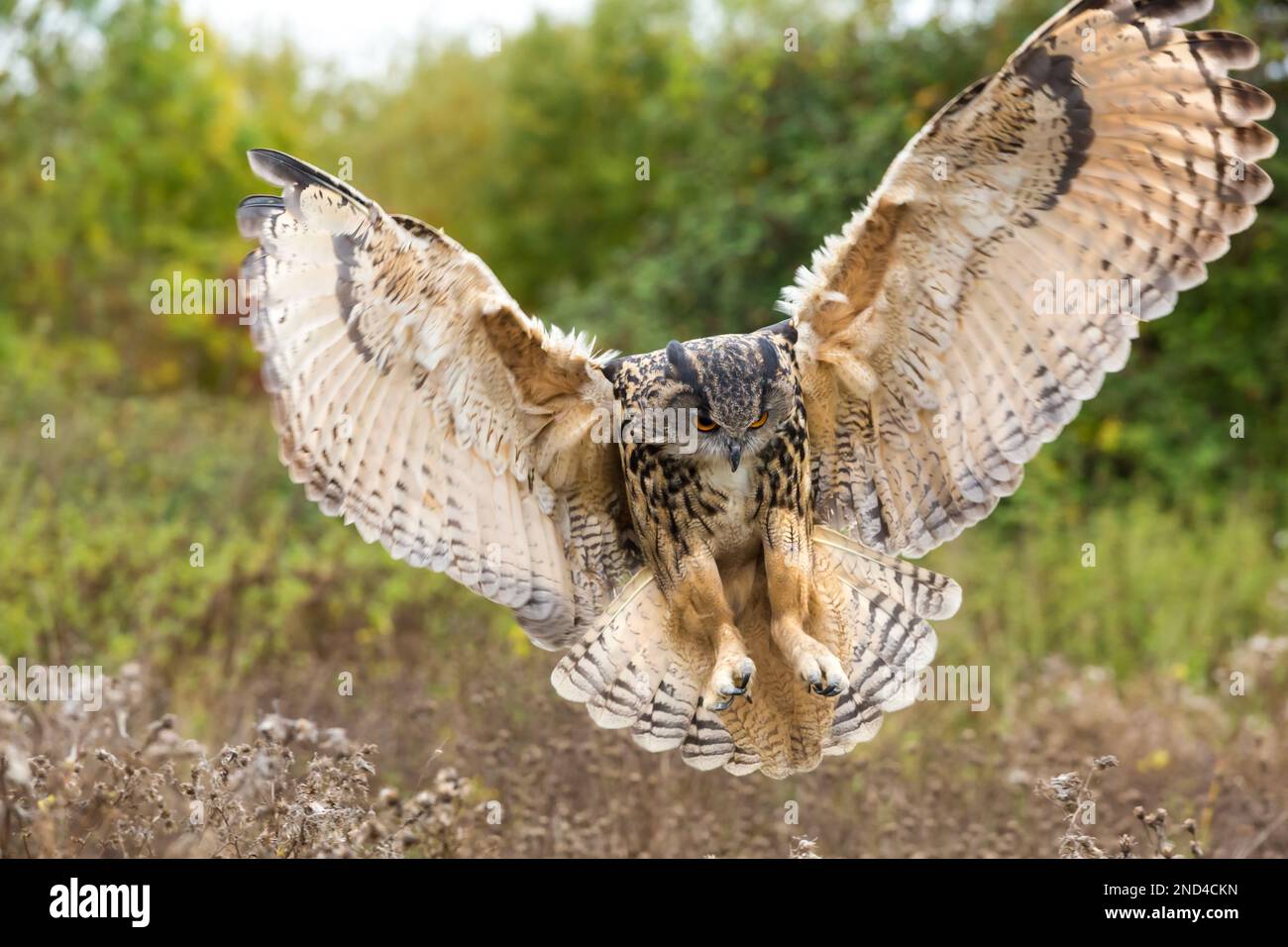 Eagle owl in flight, United Kingdom Stock Photo - Alamy