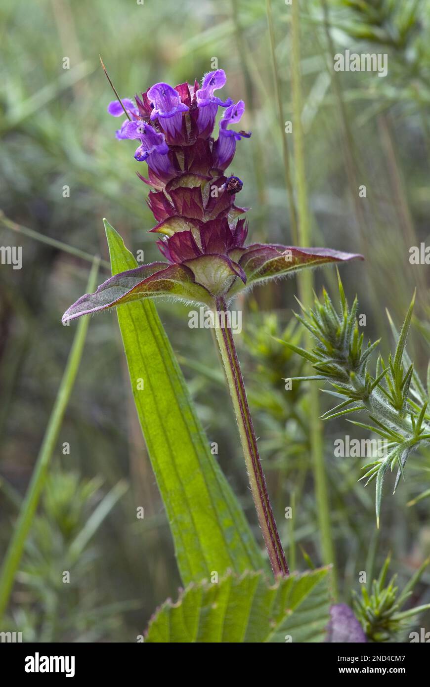 Plant of roadside verges hi-res stock photography and images - Alamy