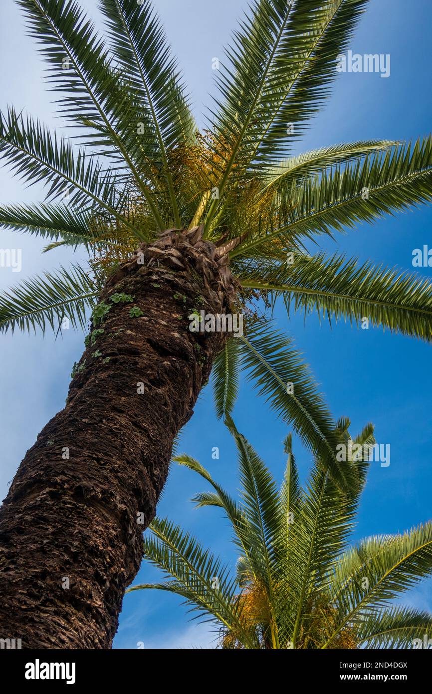 Blue sky tropical palm trees hi-res stock photography and images - Alamy