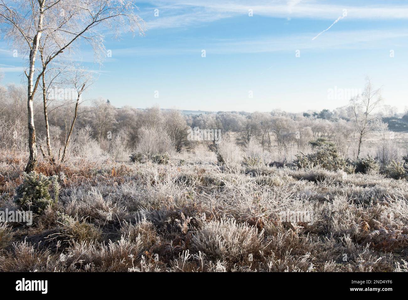 view of hoarfrost, hoar frost, Iping Common, Sussex, UK, January, landscape, Silver Birch trees, betula Pendula. Heather. Lowland heath Stock Photo