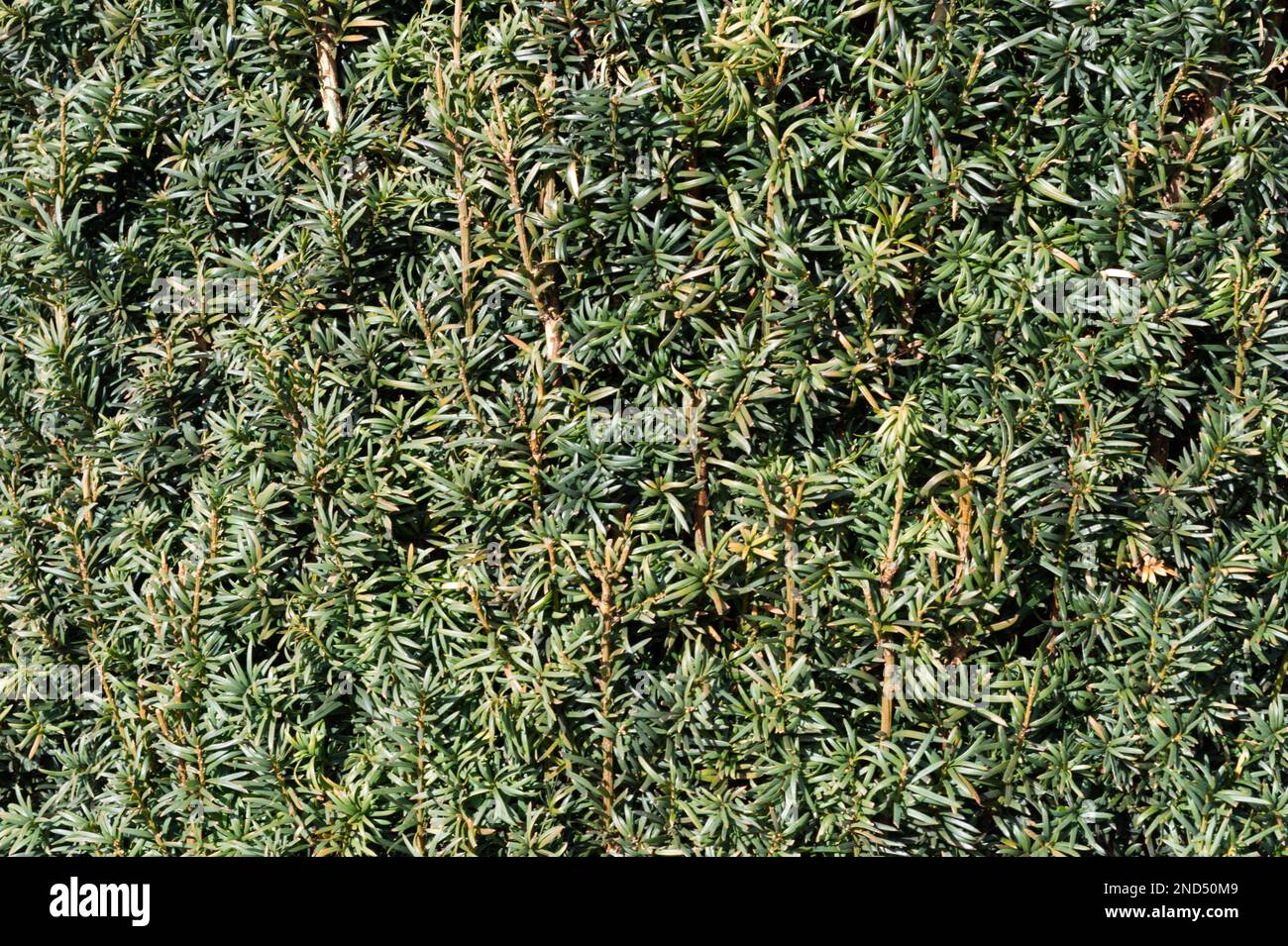 Close up of clipped English yew, Taxus baccata, hedge in UK February Stock Photo