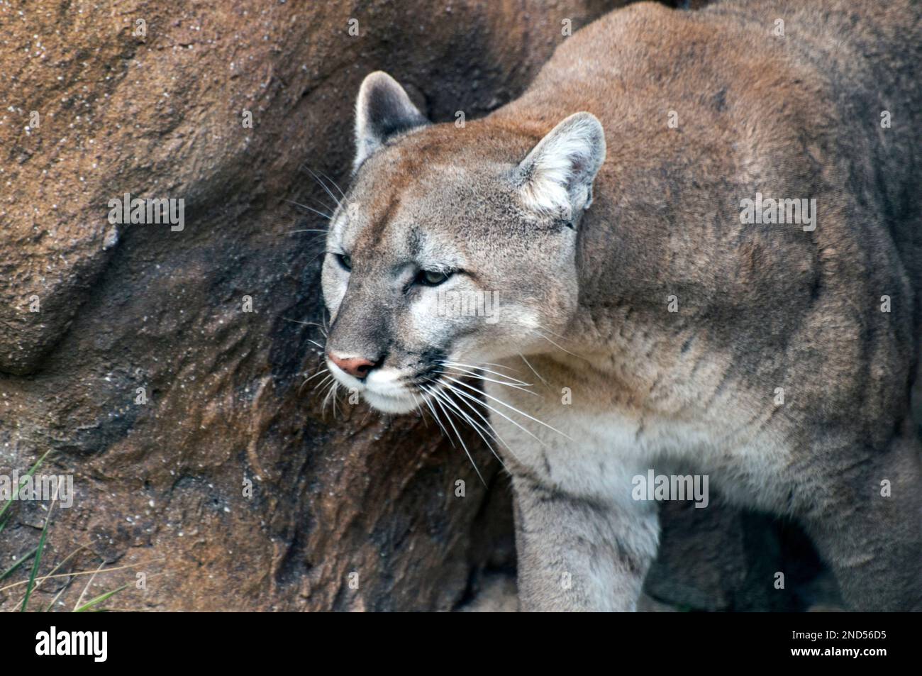 Cougar, or mountain lion, 3/4 shot facing left Stock Photo - Alamy