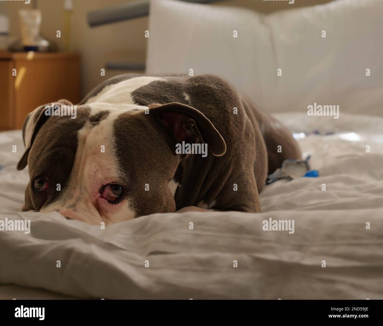 London - 04 18 2022: Close up of an American bully as he relaxes and looks into the camera Stock Photo