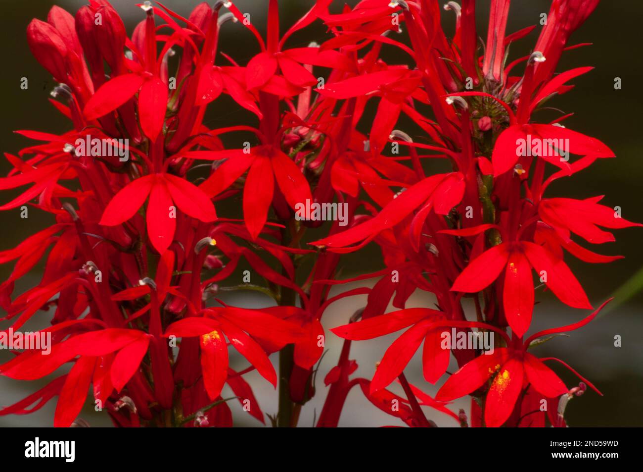 Closeup of a cluster of Cardinal flower blooms, Lobelia cardinalis, in