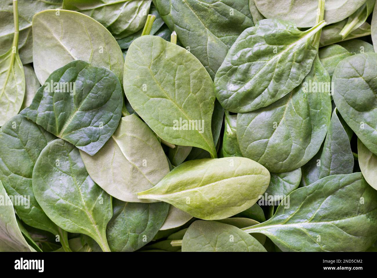 Baby spinach leaves loosely scattered. Raw leafy green vegetables directly above, full frame image. Stock Photo
