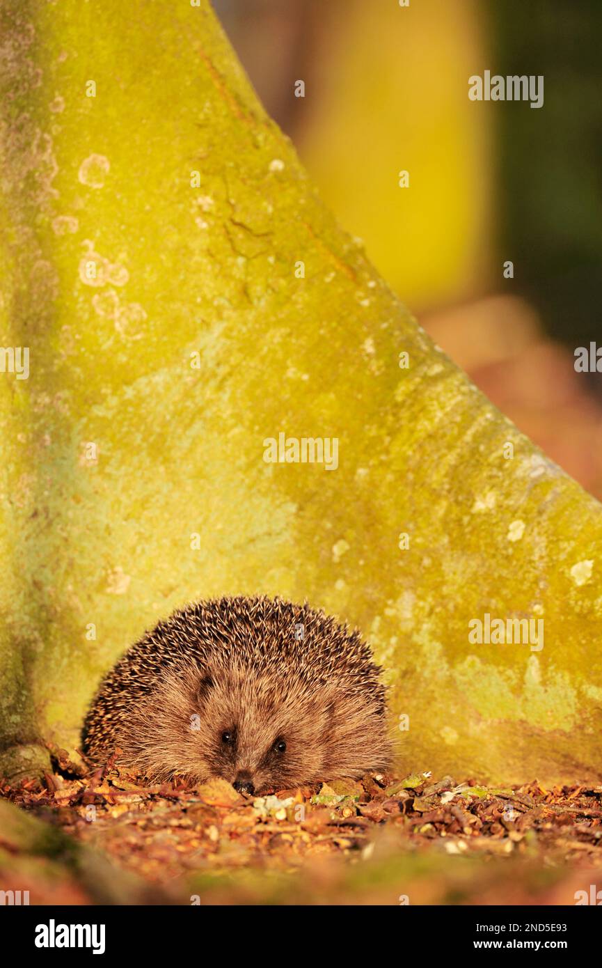 Hedgehog ((Erinaceus europaeus)) foraging in leaf litter at the base of