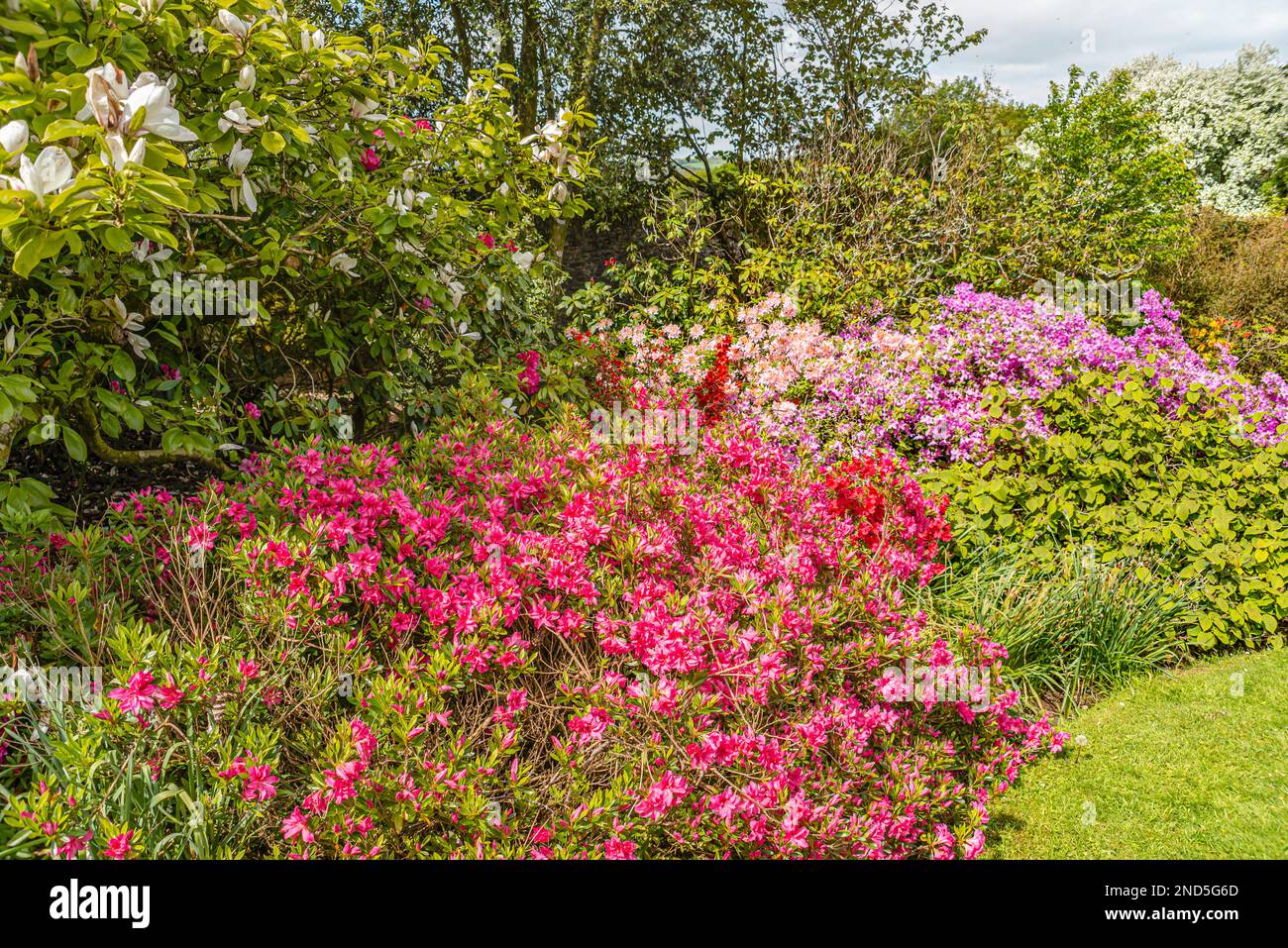Colourful Azalea bushes in the Garden of Buckland Abbey, Yelverton, Devon, England Stock Photo