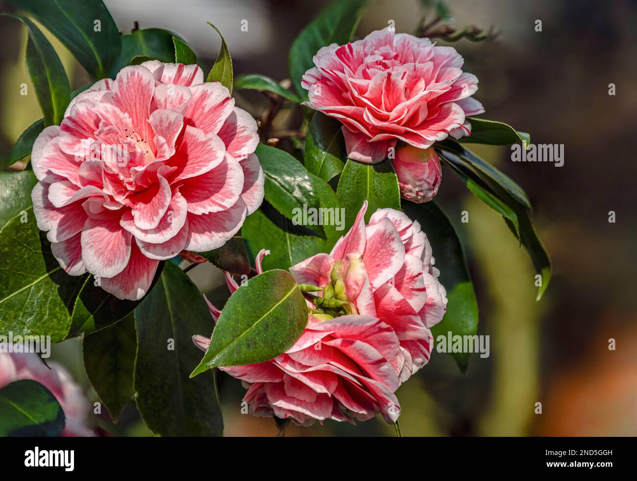Closeup of pink Camellia Japonica ,Herme‘ flowers at Landschloss Zuschendorf, Saxony, Germany Stock Photo